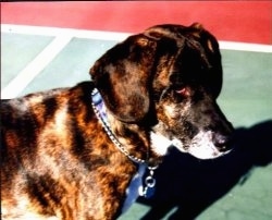 Close up side view head and upper body shot - Top down view of a Treeing Tennessee Brindle that is standing on a tennis court and it is looking to the right.