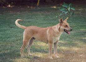 A Carolina Dog is standing in grass in front of one plant with its mouth open and tongue out