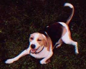 A white, brown and black Treeing Walker Coonhound dog is play bowing in a field looking to the left, its mouth is open and it looks like it is smiling.