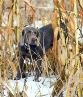 A Weimaraner dog is standing outside in snow in tall brown corn stalks.