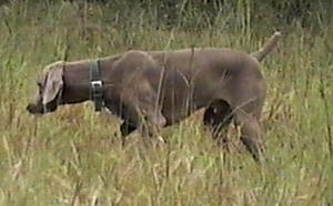 The left side of a Weimaraner that is searching through grass. Its tail is up and its head is down.