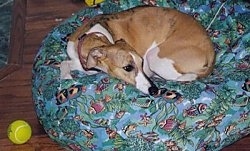 A Whippet dog curled up in a ball on top of a green dog bed. There is a yellow tennis ball next to it on the hardwood floor.