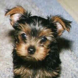 Close up head shot - A black with brown Yorkshire Terrier puppy is sitting on a rug and it is looking forward. Its perk ears flop over at the tips. The hair on its snout covers up the corners of its eyes.