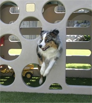 Jack the Australian Shepherd is in the hole of a toy sliding board structure