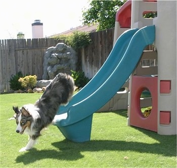 Jack the Australian Shepherd is getting off of a toy slide after sliding down