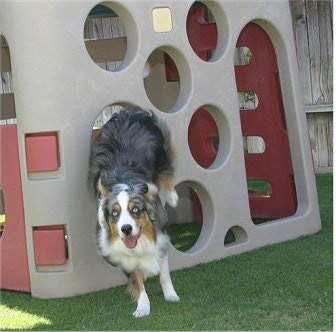 Jack the Australian Shepherd is jumping through a hole in the toy sliding board