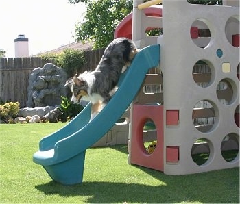 Jack the Australian Shepherd is at the top of a toy slide. 