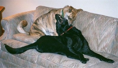 A tiger colored Boxer/Akita mix is biting the side of a black Labrador that is trying to bite the Boxer/Akita behind it on top of a tan couch.