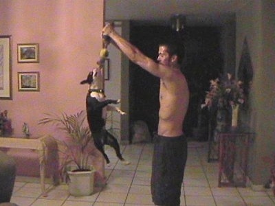 Ozzy the Boston Terrier is jumping up to grab a rope toy that a person is holding inside of a house