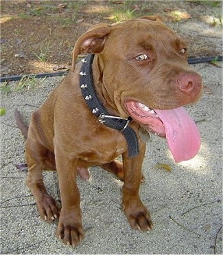 The gront right side of a brown red-nose American Pit Bull Terrier puppy that is sitting on  gravel with its mouth open and tongue out. It is wearing a thick black spike collar