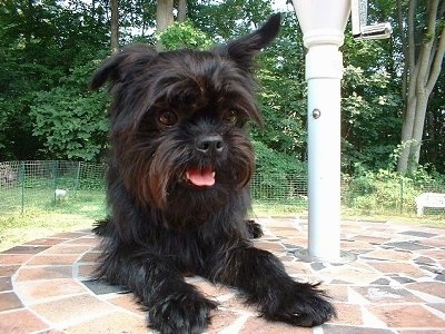 Affenpinscher Puppy Dogs