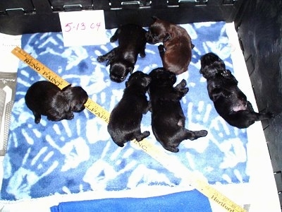 A litter of 6 Affenpinscher puppies on a blanket