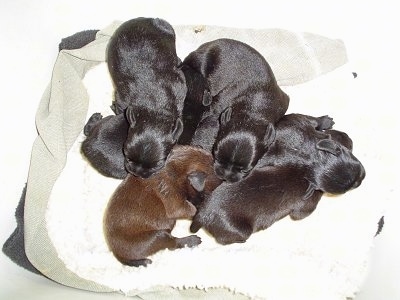 A litter of 6 Affenpinscher Puppies