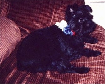 The right side of a black Affenpinscher that is laying down on a couch