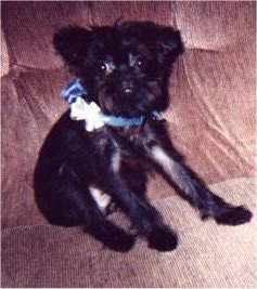 The front right side of a black Affenpinscher that is sitting against the back of a couch