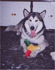 A black and white Alaskan Malamute laying on a kitchen floor with a dog toy with its mouth open and tongue out