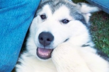 Close up - A  black with white Alaskan Malamute is laying on the grass in between a pair of legs and smiling at the camera