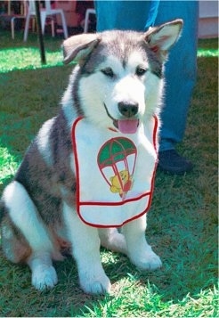 The front right side of a gray with white Alaskan Malamute puppy is wearing a bib with its tongue out. One of its ear is down