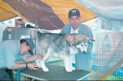 The right side of a gray with white Alaskan Malamute puppy that is standing on a table and two people are looking over it.
