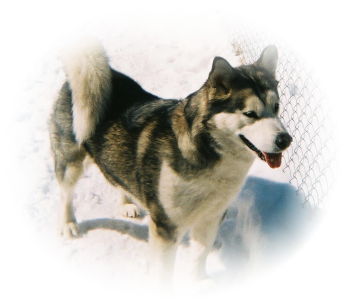 The right side of a black with white Alaskan Malamute is standing in Snow with a fence that is to the right of it.