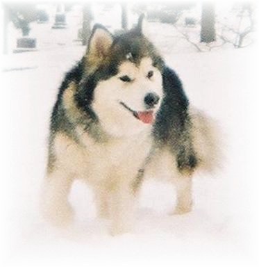 The front right side of a black with white Alaskan Malamute that is standing in the snow, there are trees behind it, it is looking to the right, its mouth is open and tongue is sticking out.
