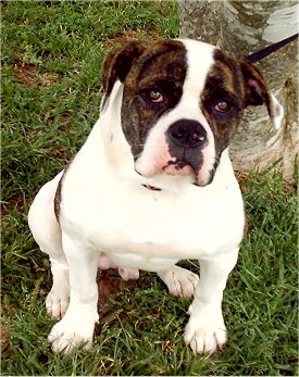 A sitting white with brown American Bulldog is on grass in front of a tree