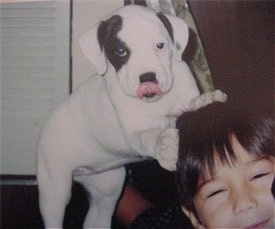 The front right side of a white with black American Bulldog puppy that is standing up against the head of a person in front of it.