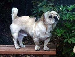 The right side of a tan American Bullnese that is standing on a bench and it is nuzzling a bush next to it.