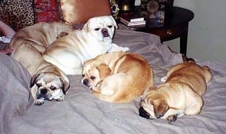Five American Bullnese dogs laying on a bed