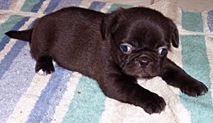 The front right side of a black American Bullnese Puppy that is laying across a towel