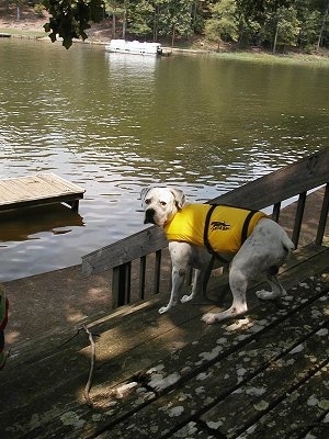 Cracker the American Bulldog is standing on a wooden deck in front of water and wearing a life vest.
