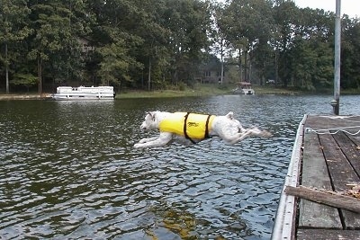 Cracker the American Bulldog is wearing a yellow life vest and in the midst of jumping off of a dock into a body of water