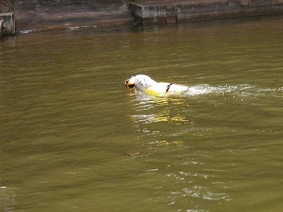 Cracker the American Bulldog is wearing a yellow life vest and swimming through a body of water