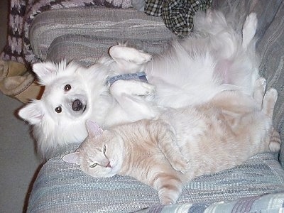 American Eskimo Puppies on American Eskimo Puppies