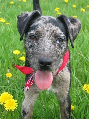 Close Up - The face of a black merle Atlas Terrier that is standing around Dandelions