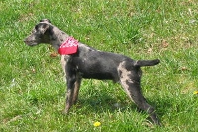 The left side of a black merle Atlas Terrier that is wearing a red bandana and it is standing across grass and it is looking to the left.