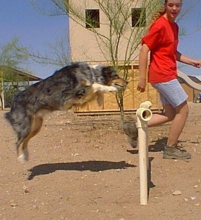 Shaylee the Australian Shepherd is jumping over an obstacle. There is a person running in front of shaylee