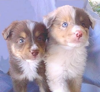 Two Australian Shepherd puppies are sitting together, in front of a backdrop.