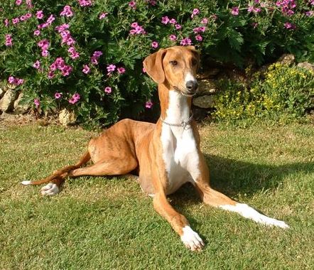 The front right side of a brown with white Azawakh Hound that is laying in a yard. There is a flower bushel behind it.