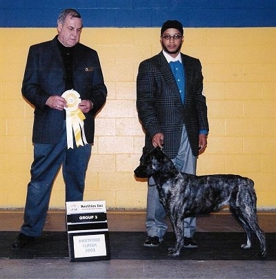 Left Profile - Cao de fila de Sao Miguel is standing in front of two people. One person is holding the Cao de fila de Sao Miguels leash and another person is holding a yellow ribbon