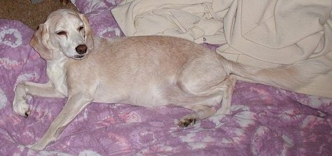 Lucy the Beagle looking relaxed while laying on a blanket