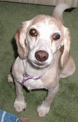 Lucy the Beagle sitting on green carpet looking up to the camera holder