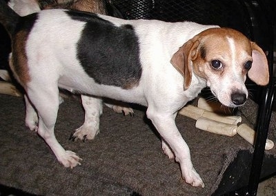 Prissy the Beagle standing on a carpet with another dog and dog bones behind her