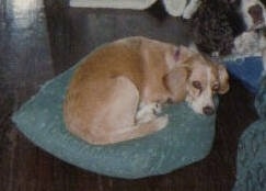 Lucy the Beagle laying on a pillow which is on the floor