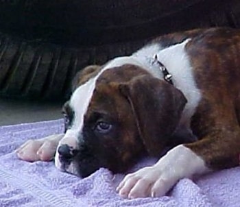 Close Up - Rocky the Boxer puppy laying on a purple towel with his paws on each side of his head