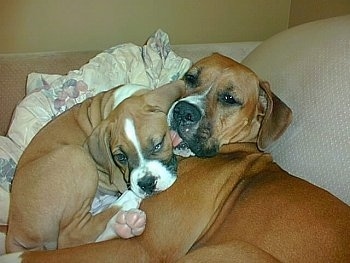 Reese the Boxer laying on a couch face to face with Ozzie the Boxer puppy who is sleeping up against her chest as she licks the pup