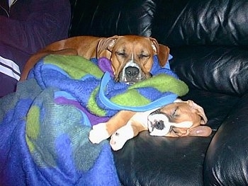 Ozzie the Boxer puppy is asleep on a black leather couch with a blanket over him and Reese the Boxer is asleep on top of him