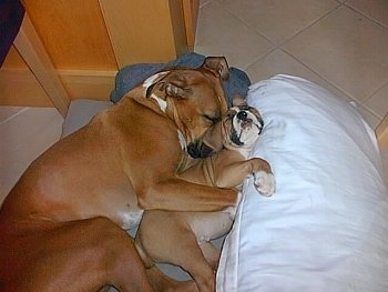 Reese the Boxer cuddling with Ozzie the Boxer puppy on the floor on top of blankets and a pillow