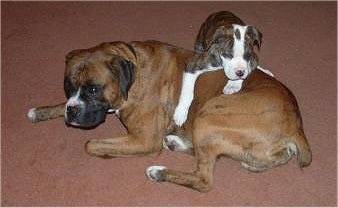 Montana Jo the Banter Bulldogge puppy laying on top of an adult Banter Bulldogge