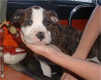 Montana Jo the Banter Bulldogge puppy sitting in a sink being washed with a human hand under its chin